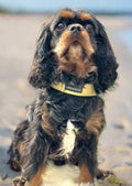 cavalier with a step in harness in vegan leather sitting on the beach