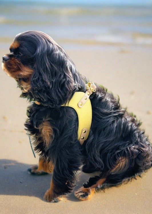 cavalier with a step in harness seen from the side, sitting on the beach