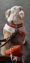 DELUXE Bundle (collar) Cavlicious Cavlicious EUR Belgium orange leash S orange leash / S orange leash / M orange leash / L brown leash / S brown leash / M brown leash / L adjustable leash / S adjustable leash / M adjustable leash / L