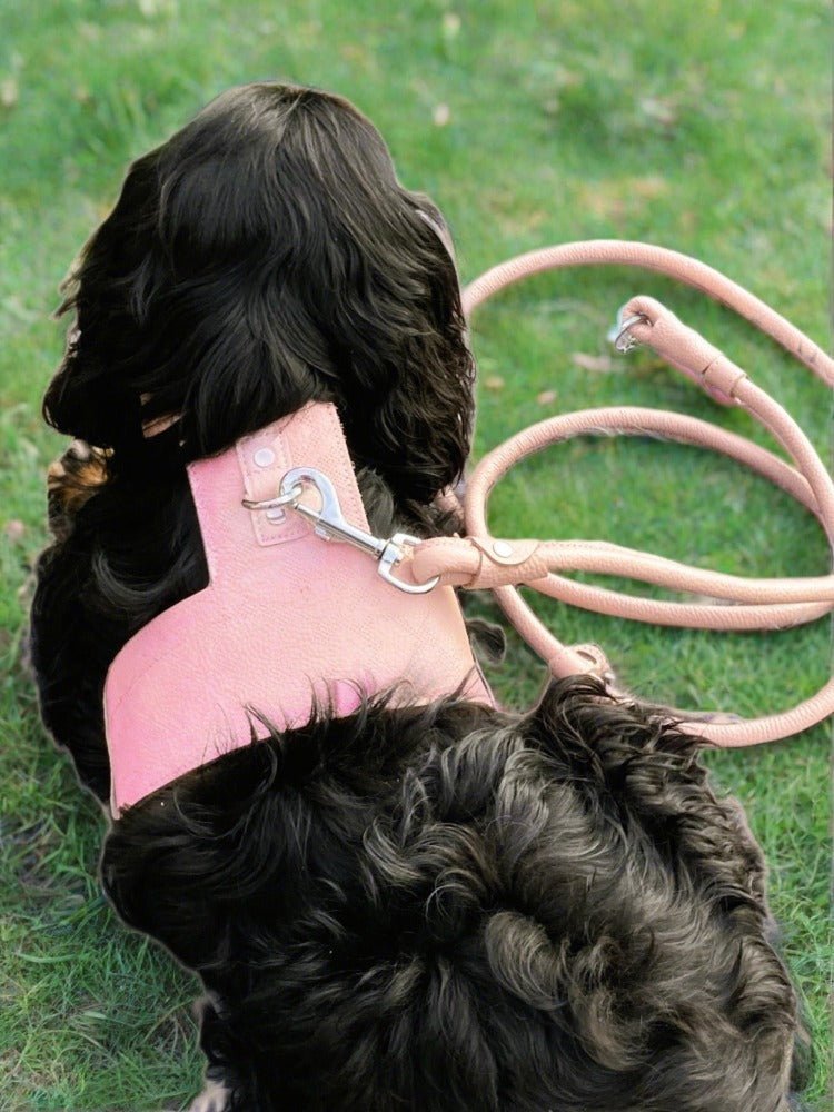 DELUXE Fashion Harness - Cavlicious