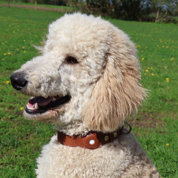 DELUXE Leather Air Tag Collar - Cavlicious