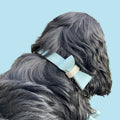 DELUXE Leather Collar - Cavlicious