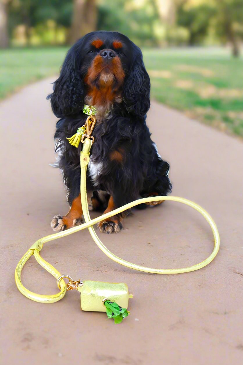 dog with a gold colored collar and leash set