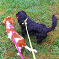 two dogs with luxury collars and leashes