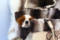 a cute cavalier king charles spaniel in a comfy leather dog carrier