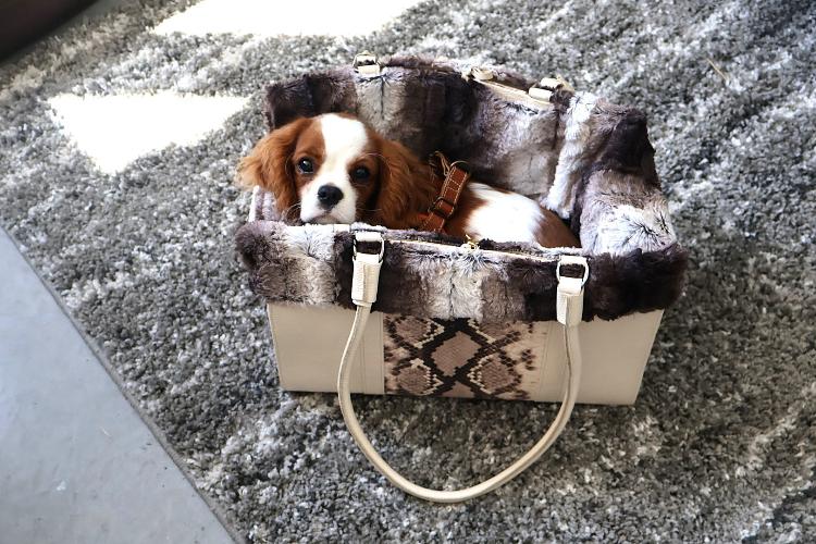 a cute cavalier king charles spaniel in a comfy leather dog carrier