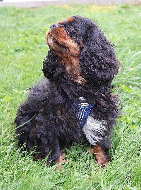 a Cavalier king charles wearing an  SPORT anti escape harness Cavlicious double lock system blue