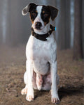 fox terrier wearing a pet light in the dark