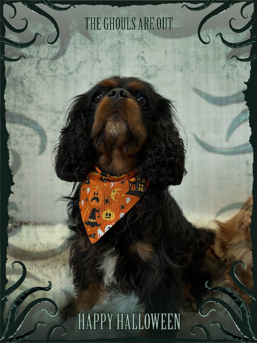 halloween dog bandana, 100% cotton, lined, to slide over collar. 