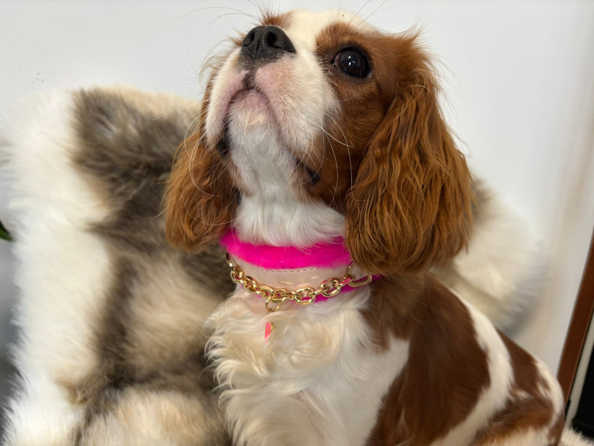 Upgrade your pet's style and comfort with our Deluxe Lambswool Collar. Made with real lambswool and leather, this collar is a luxurious addition to our Deluxe Hot Pink Wool Collection. Soft, comfortable, and stylish, it's the perfect accessory for your furry friend.