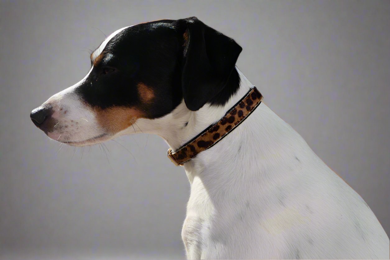 dog wearing a leather collar with leopard pony details