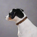 dog wearing a leather collar with leopard pony details