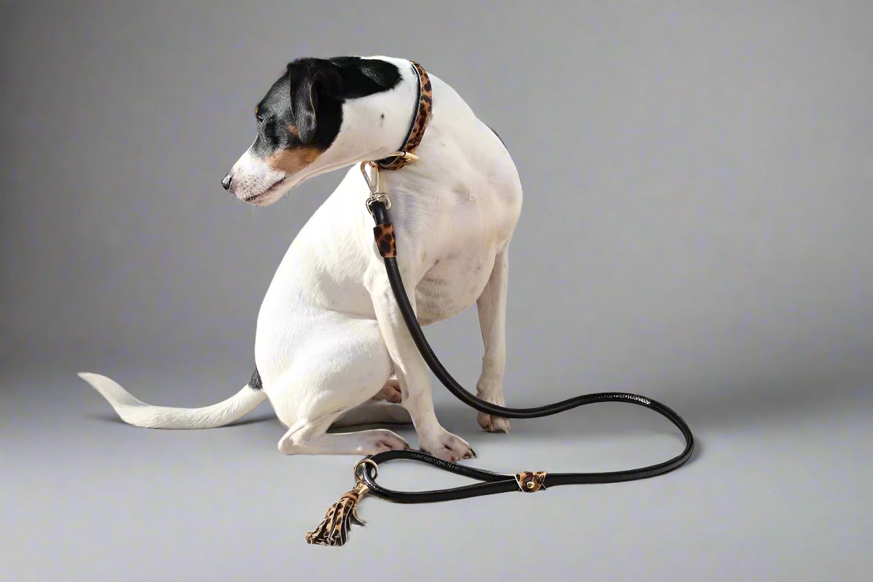 dog wearing a collar and leash set in leather with leopard pony details