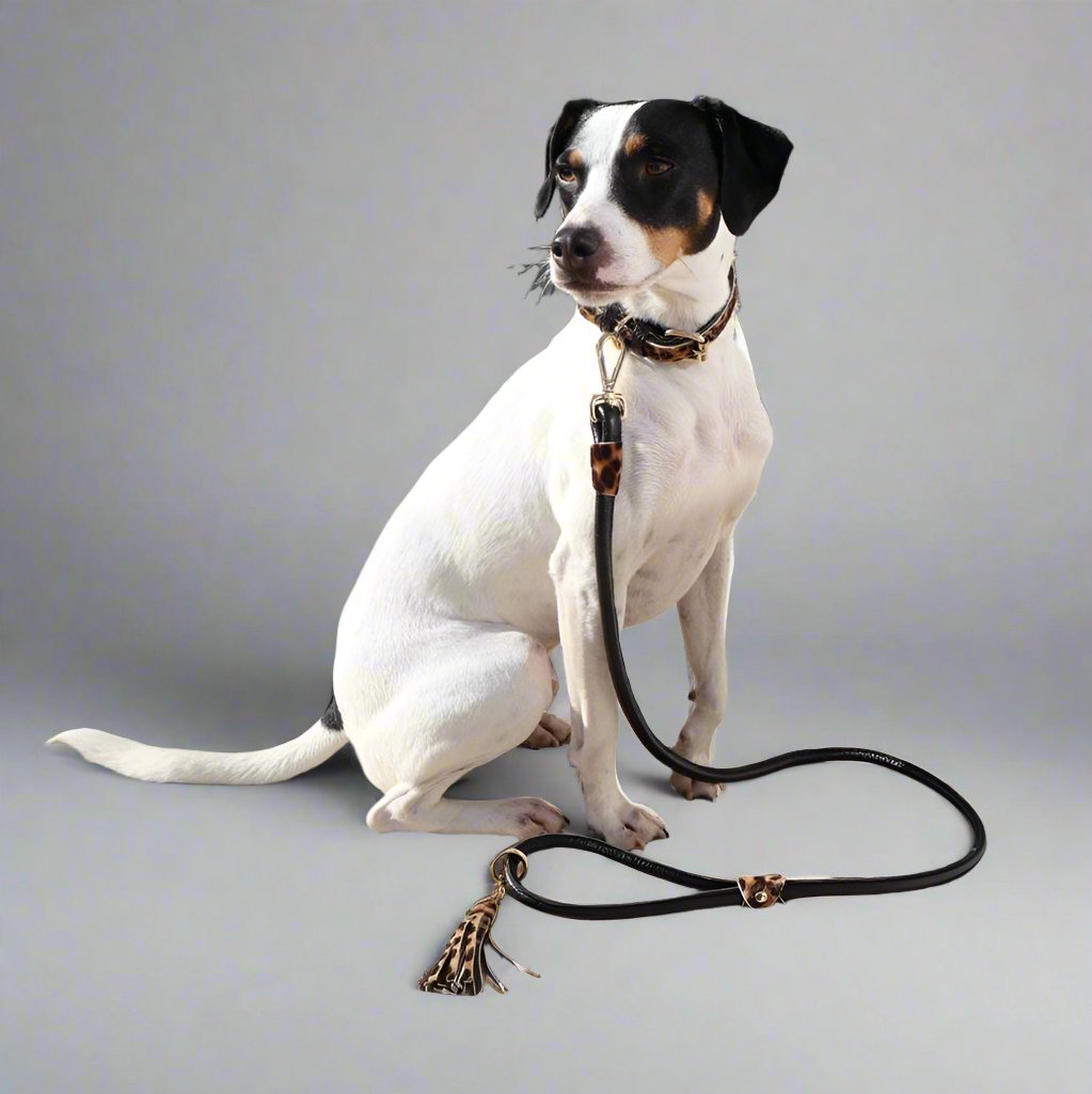 dog wearing a collar and leash set in leopard