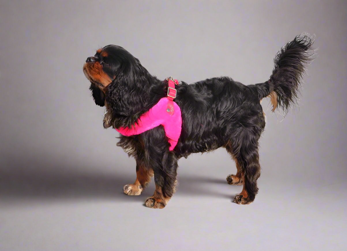 dog wearing a step in harness made from genuine lambs wool in hot pink.