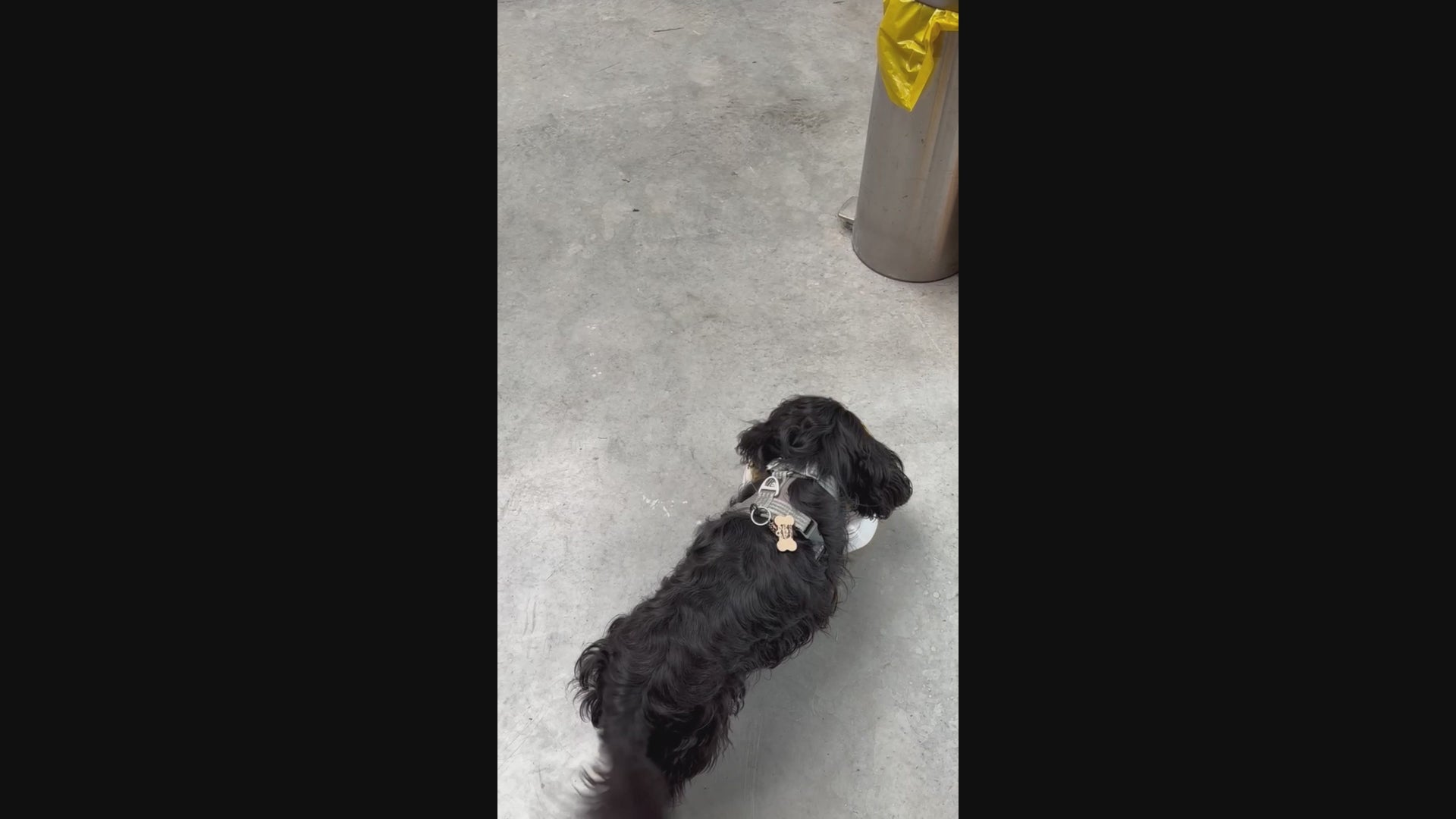 video showing a cavalier king charles spaniel playing with an automatic ball thrower by himself