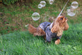 dog raincoat with built in harness. closes with hook-and-loop. fully lined. with hood. For small dogs. 