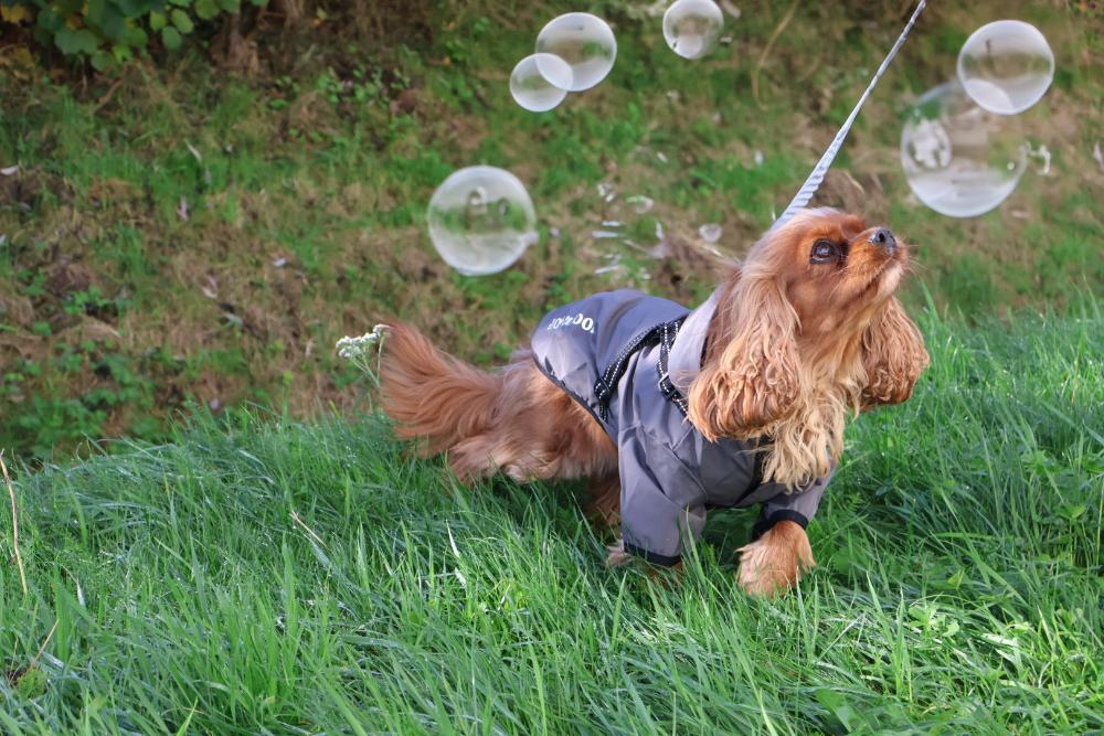 dog raincoat with built in harness. closes with hook-and-loop. fully lined. with hood. For small dogs. 