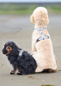 SPORT Harness Cavlicious worn by two dogs on the beach