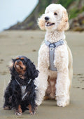 a standard poodle and a cavalier both wearing SPORT Dog Harness Cavlicious Grey