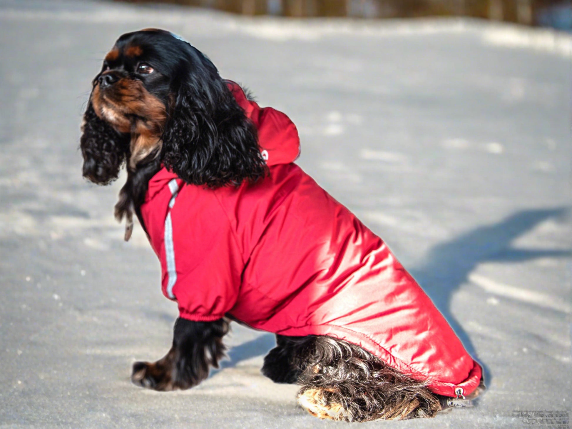 The Dog Face Jacket/ SALE! NOW 40% OFF! Cavlicious Cavlicious EUR Belgium Black XS Black / XS Black / S Black / M Black / L Black / XL Black / XXL Red / XS Red / S Red / M Red / L Red / XL Red / XXL 06423710003542 06423710069078 06423710134614 06423710200150 06423720265686 06423720331222 06423720036310 06423720101846 06423720167382 06423720232918 06423720298454 06423720363990