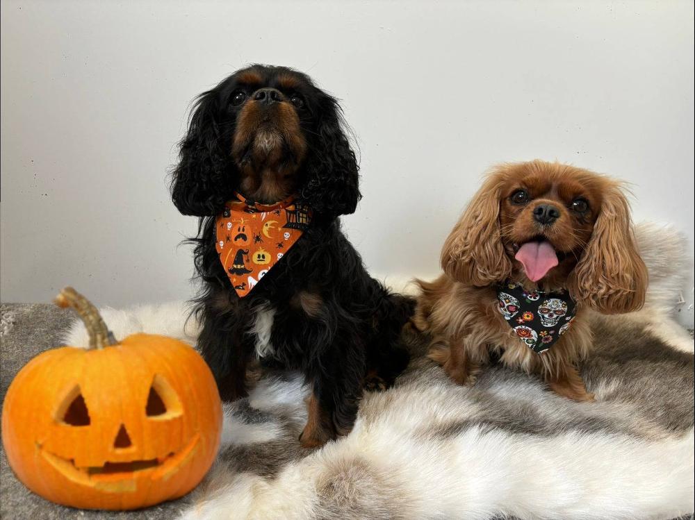 dog bandanas halloween style. 100% cotton, lined