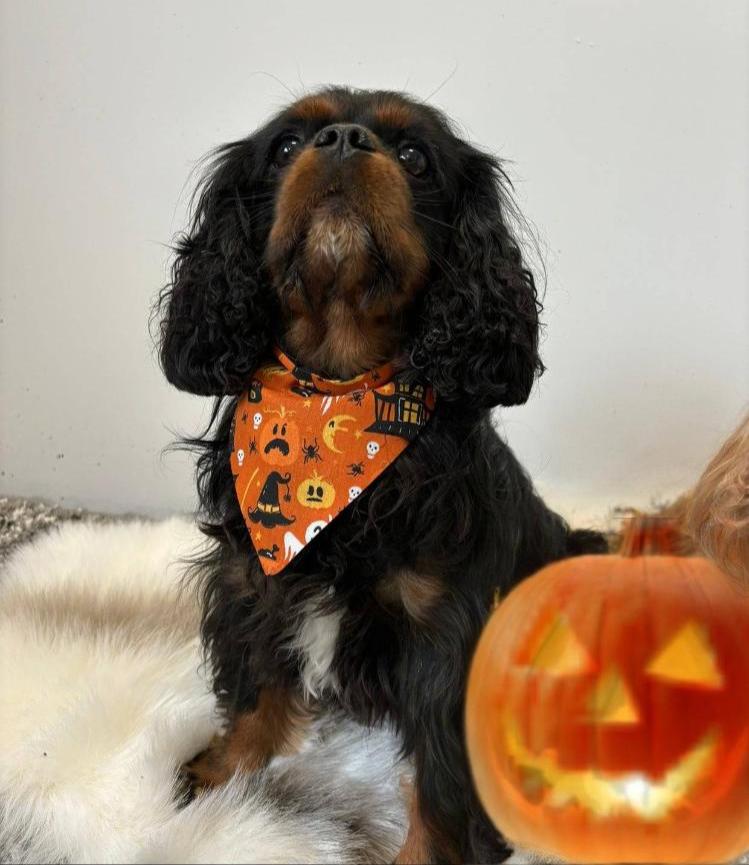 dog bandanas halloween style. 100% cotton, lined