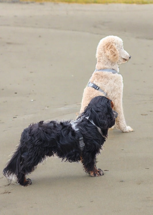 two dogs on the beach wearing a SPORT Dog Harness Cavlicious Grey