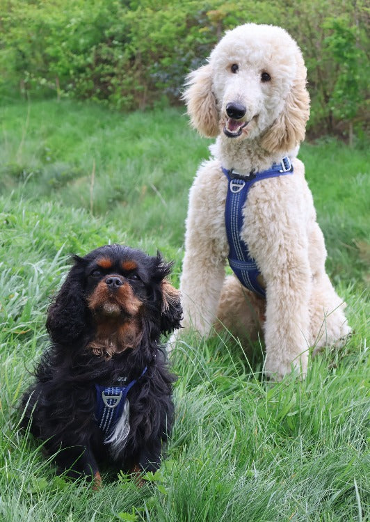 Two dogs wearing an  SPORT anti escape harness Cavlicious double lock system blue