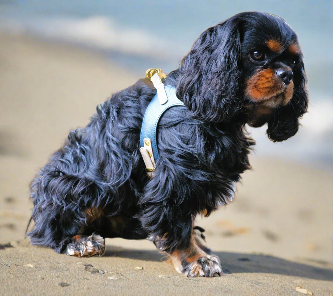 VEGAN Bundle Harness and Leash Cavlicious Cavlicious EUR Belgium Blue XS Blue / XS Blue / S Yellowgreen / XS Yellowgreen / S