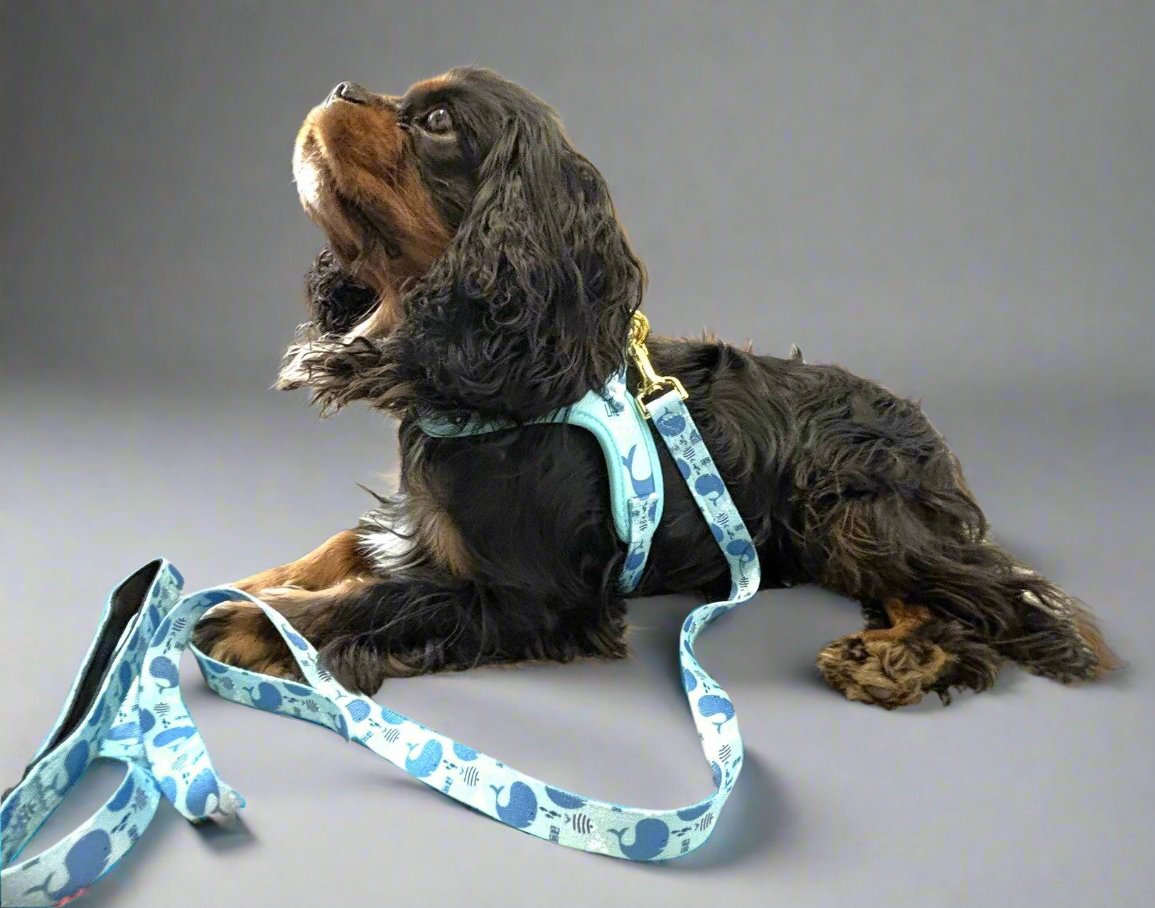 The Wag&amp;Wonder step in harness offers both style and comfort for your furry friend. With a choice between colorful sealife or dinosaur prints, this harness features adjustable straps and padded lining for a snug and comfortable fit. Made with durable metal hardware, it is also machine washable for easy maintenance. This harness comes with a matching leash from 1.50m long, with neoprene padded handle.&nbsp;