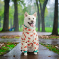 white dog wearing a cute dog raincoat