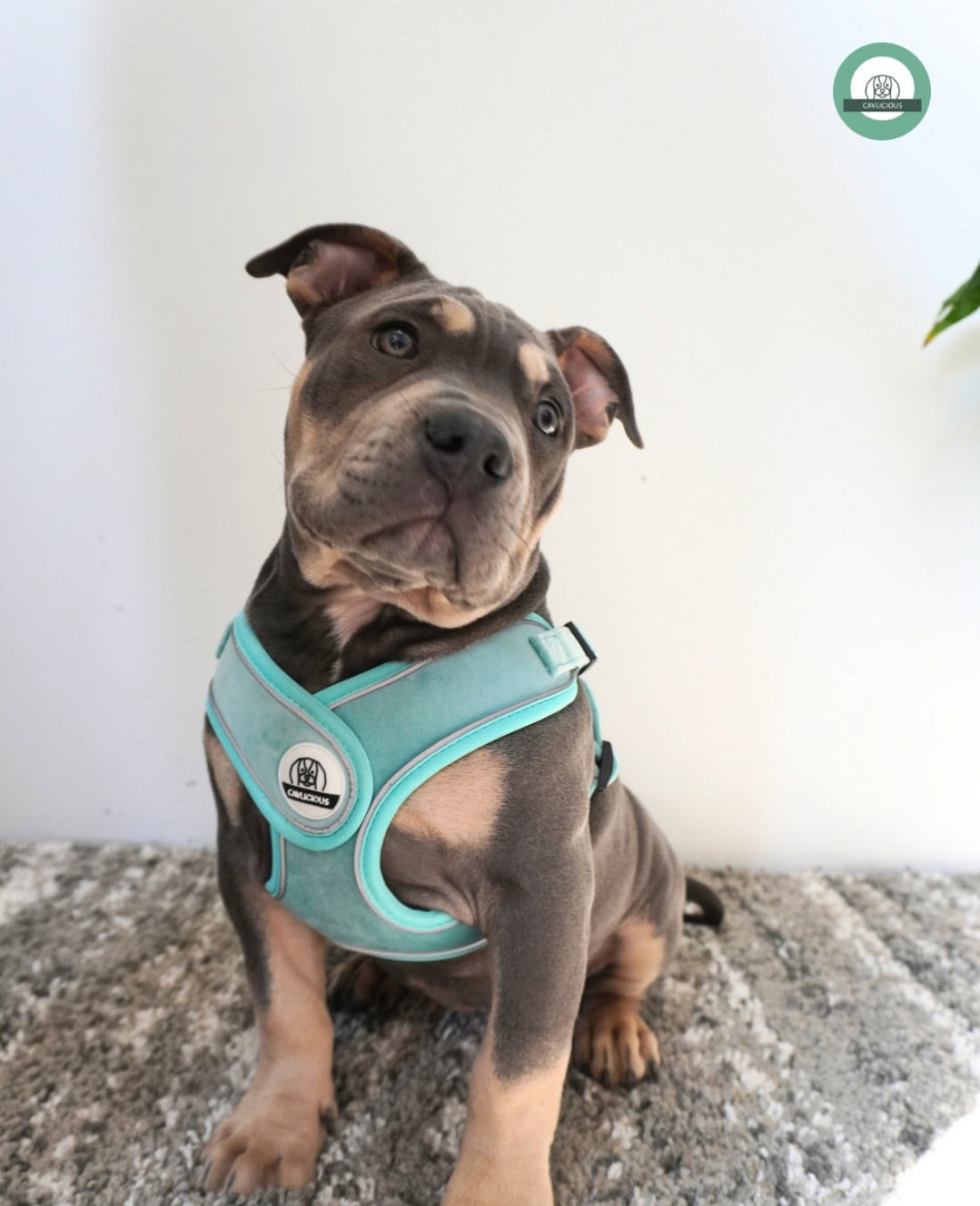 soft velvet dog harness and lead set