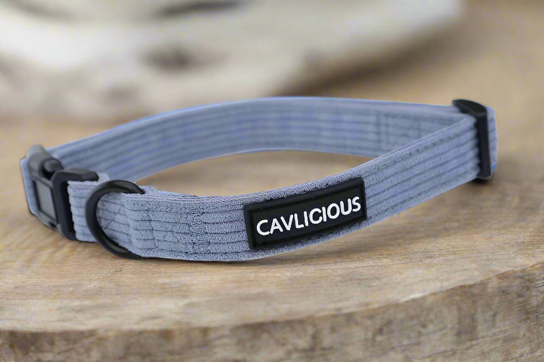 X-TRA Bundle Collar Cavlicious 