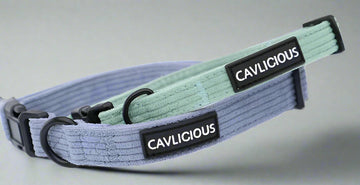 X-TRA Bundle Collar Cavlicious 